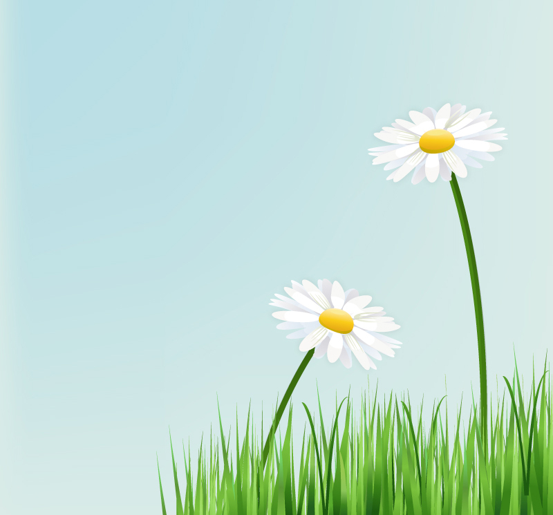 Schöne weiße Chrysantheme Vektor-Material