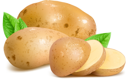 Frische Kartoffeln Scheiben und Vektor-Material
