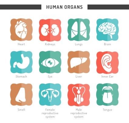 12 Arten von menschlichen Organen Symbol Vektor-