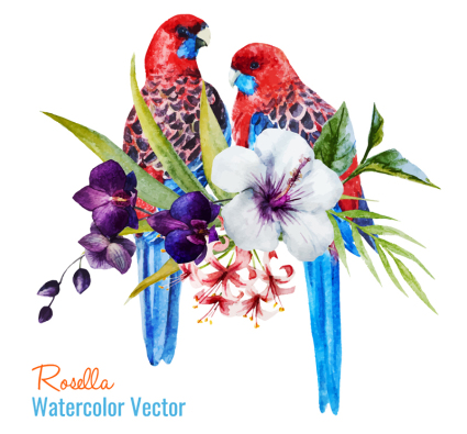 Painted Parrot Vektor Material Rosenwasser