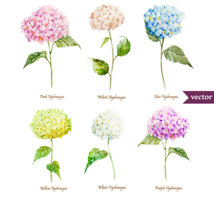 6 schöne AquarellHydrangea Vektoren