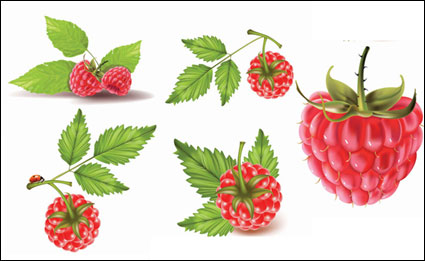 Rote Beeren Vektor Material