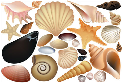 Vector Bunte Shell