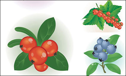 Vector von kleinen roten Beeren