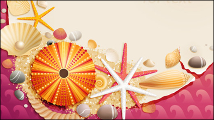 Muscheln und Seesterne Material 01 - Vector