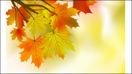Schöne Maple Leaf Background 01 - Vector