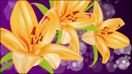 Gelbe Lilie Vector -5