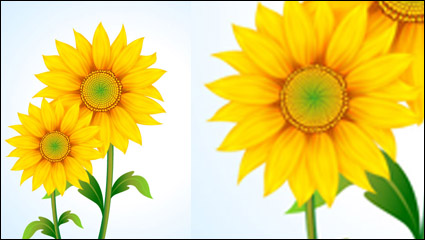 Schöne Sonnenblume Vektor Material