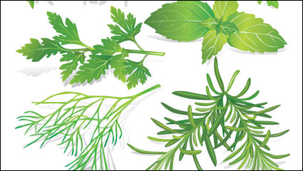 Herbal Blätter 05 - Vektor Material