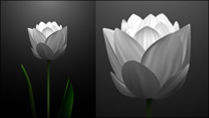 Weiße Tulpen Vektor Material -2