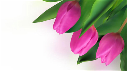 Helle Tulpen 04 - Vektor Material