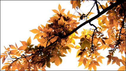 Schöne Maple Leaf 02 - HD-Bild