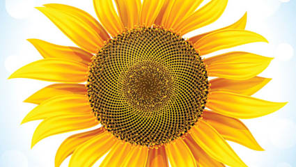 Sunflower 05 - Vektor