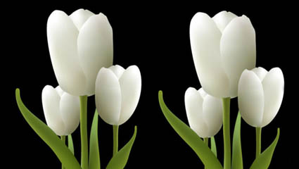 Weiße Tulpen Vektor