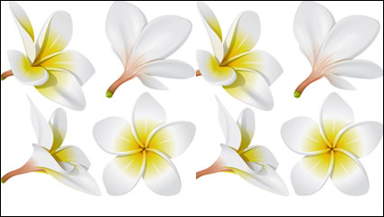Realistische Ei Blume Vektor Material -01