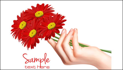 Chrysanthemum 02 - Vektor Material