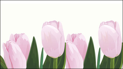 Rosa Tulpen Vektor Material