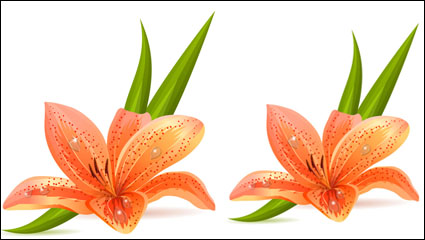 Lily Vektor Material