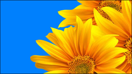 Realistische Sonnenblumen - Vector