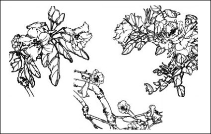 Dianthus superbus, Costas, West Haus Begonia, Aegiceras, Rettich Blumen