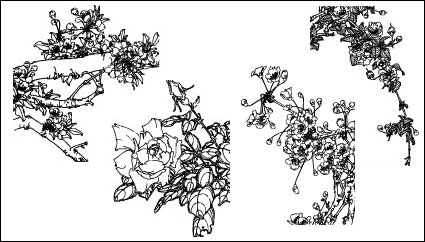 Holz Pfirsich, Dicentra spectabilis, Chinesisch stieg