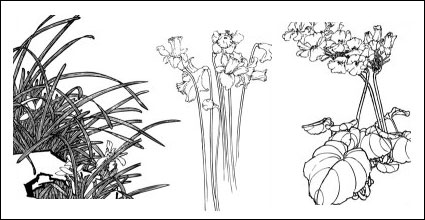 Plum, Kamelie, Cymbidium, Kind Narzissen, Magnolien, apricot