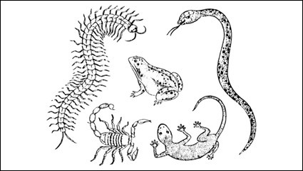 Gecko Tausendfßler Skorpione und Schlangen Kröte Vektor-Material