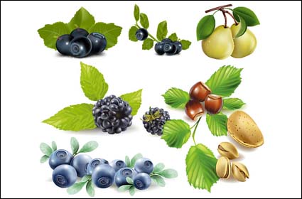 Obst, Beeren, Birnen, Pistazien, Kastanien-Vektor