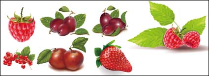 Große rote Beeren-, Erdbeer-Vektor