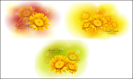 Gelbe Chrysanthemen Dimorphotheca Vector Materials